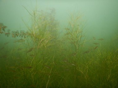 Yetişkin ve genç balık hamamböceği rutilus rutulis ve avrupa levrek perka fluviatilis 'in sığ sularda ve tatlı su gölünün makrofitlerinde su altı manzarası.