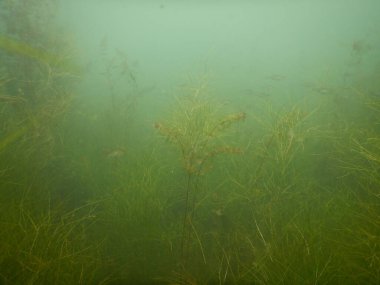Yetişkin ve genç balık hamamböceği rutilus rutulis ve avrupa levrek perka fluviatilis 'in sığ sularda ve tatlı su gölünün makrofitlerinde su altı manzarası.
