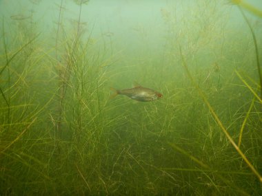 Yetişkin ve genç balık hamamböceği rutilus rutulis ve avrupa levrek perka fluviatilis 'in sığ sularda ve tatlı su gölünün makrofitlerinde su altı manzarası.