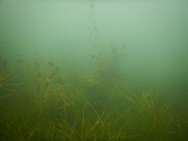 Tatlı su gölünün sualtı manzarası makrofitiler, sualtı ağacı. 
