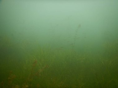 underwater scenery from freshwater lake macrophytes, submerged tree  clipart