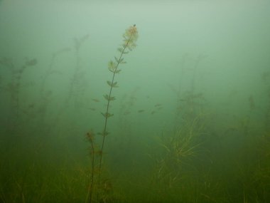 Yetişkin ve genç balık hamamböceği rutilus rutulis ve avrupa levrek perka fluviatilis 'in sığ sularda ve tatlı su gölünün makrofitlerinde su altı manzarası.