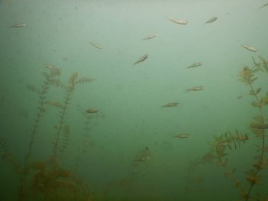 Yetişkin ve genç balık hamamböceği rutilus rutulis ve avrupa levrek perka fluviatilis 'in sığ sularda ve tatlı su gölünün makrofitlerinde su altı manzarası.