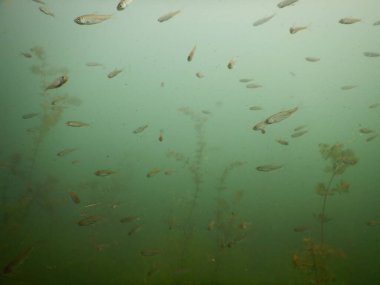 Yetişkin ve genç balık hamamböceği rutilus rutulis ve avrupa levrek perka fluviatilis 'in sığ sularda ve tatlı su gölünün makrofitlerinde su altı manzarası.