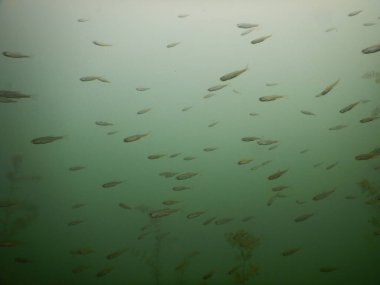 Yetişkin ve genç balık hamamböceği rutilus rutulis ve avrupa levrek perka fluviatilis 'in sığ sularda ve tatlı su gölünün makrofitlerinde su altı manzarası.