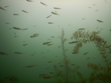 Yetişkin ve genç balık hamamböceği rutilus rutulis ve avrupa levrek perka fluviatilis 'in sığ sularda ve tatlı su gölünün makrofitlerinde su altı manzarası.