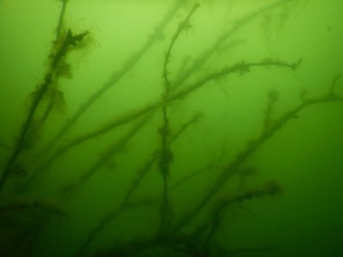 Tatlı su gölünün sualtı manzarası makrofitiler, sualtı ağacı. 