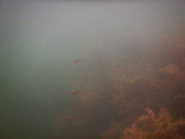 Yetişkin ve genç balık hamamböceği rutilus rutulis ve avrupa levrek perka fluviatilis 'in sığ sularda ve tatlı su gölünün makrofitlerinde su altı manzarası.