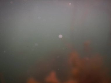 Tatlı su gölünün sualtı manzarası makrofitiler, sualtı ağacı. 