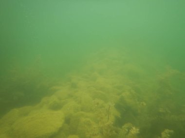 Tatlı su gölünün sualtı manzarası makrofitiler, sualtı ağacı. 