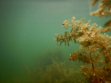 Tatlı su gölünün sualtı manzarası makrofitiler, sualtı ağacı. 