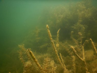 Tatlı su gölünün sualtı manzarası makrofitiler, sualtı ağacı. 