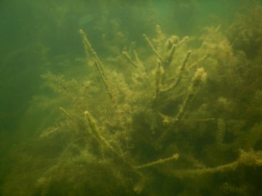 underwater scenery from freshwater lake macrophytes, submerged tree  clipart