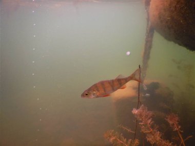 Yetişkin ve genç balık hamamböceği rutilus rutulis ve avrupa levrek perka fluviatilis 'in sığ sularda ve tatlı su gölünün makrofitlerinde su altı manzarası.