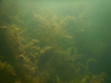 Yetişkin ve genç balık hamamböceği rutilus rutulis ve avrupa levrek perka fluviatilis 'in sığ sularda ve tatlı su gölünün makrofitlerinde su altı manzarası.