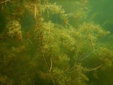 Yetişkin ve genç balık hamamböceği rutilus rutulis ve avrupa levrek perka fluviatilis 'in sığ sularda ve tatlı su gölünün makrofitlerinde su altı manzarası.