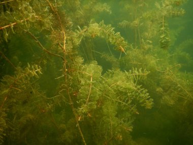 Tatlı su gölünün sualtı manzarası makrofitiler, sualtı ağacı. 