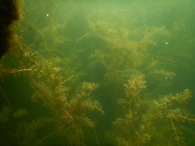 Yetişkin ve genç balık hamamböceği rutilus rutulis ve avrupa levrek perka fluviatilis 'in sığ sularda ve tatlı su gölünün makrofitlerinde su altı manzarası.