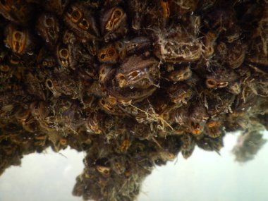 Zebra midyesi küçük bir tatlı su midyesi. Bu tür Güney Rusya ve Ukrayna 'nın göllerinden gelmektedir, ancak kazara başka bölgelere de bulaşmıştır ve bir istilaya dönüşmüştür.