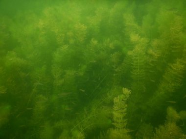 Yetişkin ve genç balık hamamböceği rutilus rutulis ve avrupa levrek perka fluviatilis 'in sığ sularda ve tatlı su gölünün makrofitlerinde su altı manzarası.