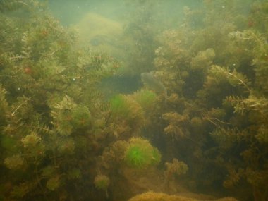 underwater scenery of adult and juvenile fish roach rutilus rutulis and european perch perca fluviatilis in shallows and macrophytes of a freshwater lake clipart