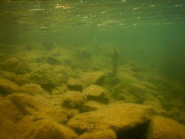 Yetişkin ve genç balık hamamböceği rutilus rutulis ve avrupa levrek perka fluviatilis 'in sığ sularda ve tatlı su gölünün makrofitlerinde su altı manzarası.