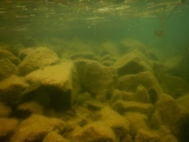 Yetişkin ve genç balık hamamböceği rutilus rutulis ve avrupa levrek perka fluviatilis 'in sığ sularda ve tatlı su gölünün makrofitlerinde su altı manzarası.