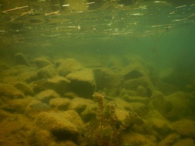 Yetişkin ve genç balık hamamböceği rutilus rutulis ve avrupa levrek perka fluviatilis 'in sığ sularda ve tatlı su gölünün makrofitlerinde su altı manzarası.