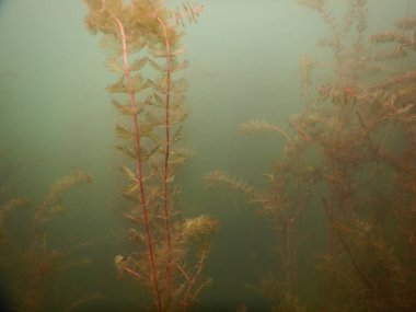 Tatlı su gölünün sualtı manzarası makrofitiler, sualtı ağacı. 