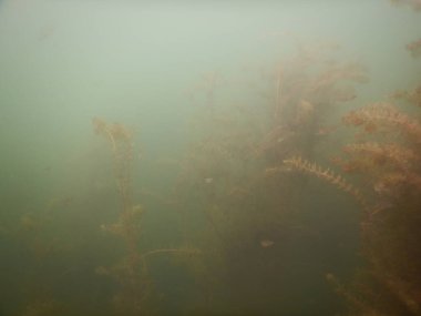 Tatlı su gölünün sualtı manzarası makrofitiler, sualtı ağacı. 