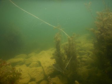 Tatlı su gölünün sualtı manzarası makrofitiler, sualtı ağacı. 