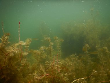 Tatlı su gölünün sualtı manzarası makrofitiler, sualtı ağacı. 
