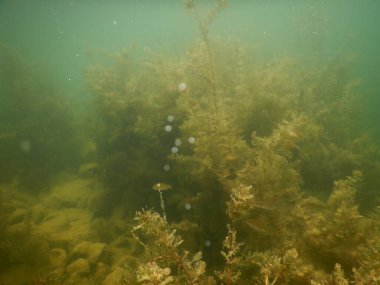 Yetişkin ve genç balık hamamböceği rutilus rutulis ve avrupa levrek perka fluviatilis 'in sığ sularda ve tatlı su gölünün makrofitlerinde su altı manzarası.