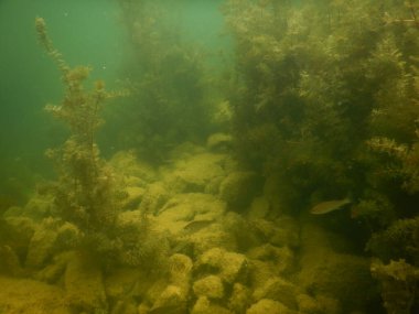 Yetişkin ve genç balık hamamböceği rutilus rutulis ve avrupa levrek perka fluviatilis 'in sığ sularda ve tatlı su gölünün makrofitlerinde su altı manzarası.