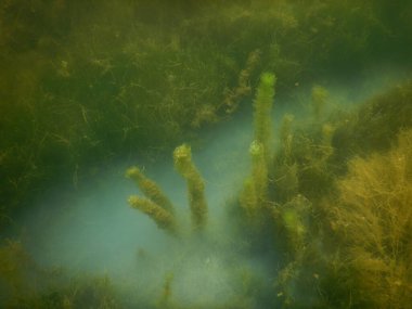 Tatlı su gölünün sualtı manzarası makrofitiler, sualtı ağacı. 
