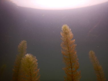 Tatlı su gölünün sualtı manzarası makrofitiler, sualtı ağacı. 