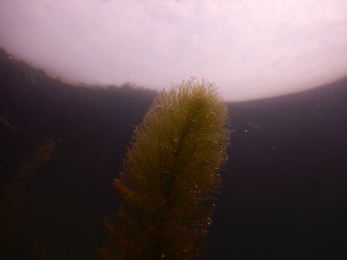 Tatlı su gölünün sualtı manzarası makrofitiler, sualtı ağacı. 