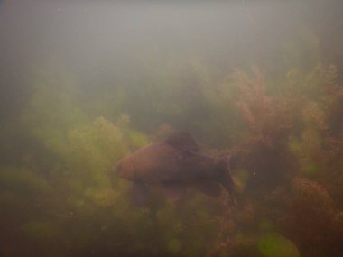 Tench tinca tinca balık gölde