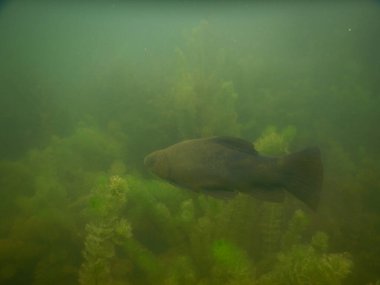 Tench tinca tinca balık gölde