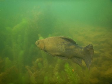 Tench tinca tinca balık gölde