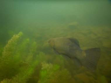 Tench tinca tinca balık gölde