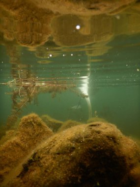 sessiz kuğu cygnus olor büyük whote kuş akatik makrophytes ile beslenen 