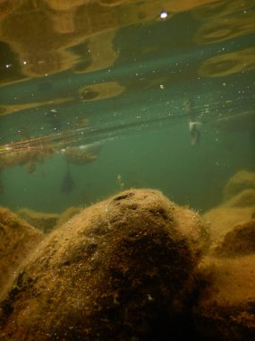 sessiz kuğu cygnus olor büyük whote kuş akatik makrophytes ile beslenen 