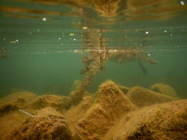 sessiz kuğu cygnus olor büyük whote kuş akatik makrophytes ile beslenen 