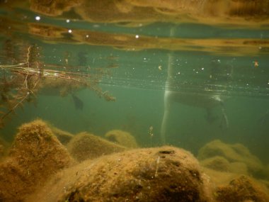sessiz kuğu cygnus olor büyük whote kuş akatik makrophytes ile beslenen 