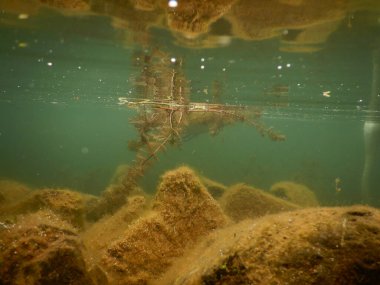 sessiz kuğu cygnus olor büyük whote kuş akatik makrophytes ile beslenen 