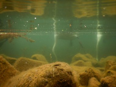 sessiz kuğu cygnus olor büyük whote kuş akatik makrophytes ile beslenen 