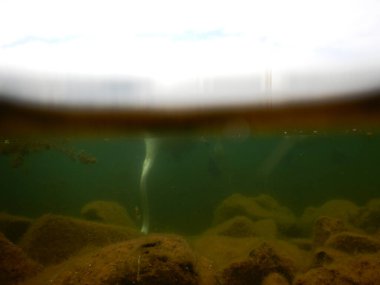 sessiz kuğu cygnus olor büyük whote kuş akatik makrophytes ile beslenen 