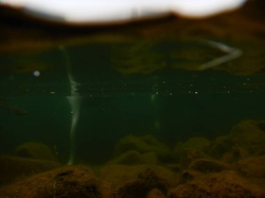 sessiz kuğu cygnus olor büyük whote kuş akatik makrophytes ile beslenen 