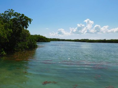 Dominik Cumhuriyeti 'ndeki mangrovlar kırmızı, siyah, beyaz ve düğme ağacı mangrovlarıdır. Bu tuza dayanıklı ağaçlar kıyı şeritlerini dengeler, çökeltileri filtreler, balık ve kabuklular için çocuk yuvası sağlar, ve barınak kuşları, sürüngenler